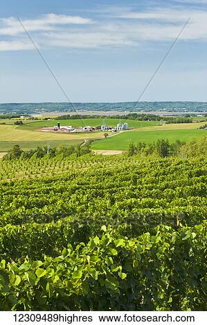 Stock Photograph - Annapolis Valley vineyards, near Wolfville; Nova Scotia, Canada. Fotosearch