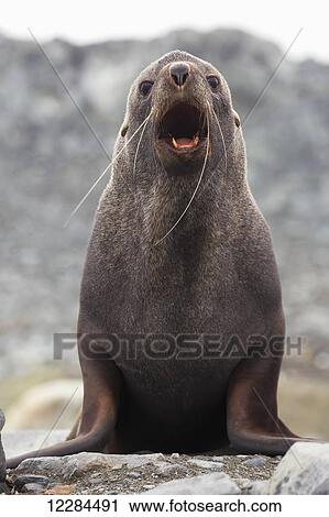 Stock Image - Antarctic fur seal (Arctocephalus gazella), Palmer Station; Antarctica. Fotosearch