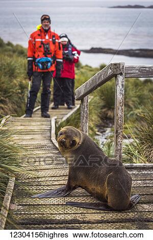Stock Photograph - Antarctic fur seal (Arctocephalus gazella) blocking path for walkers; Antarctica. Fotosearch