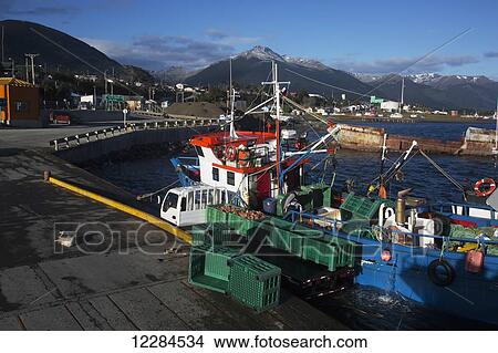 Picture - Antarctic or Chilean King Crab (Lithodes santolla) catch unloaded off fishing boat; Puerto Williams, Isla Navarino, Chile. Fotosearch