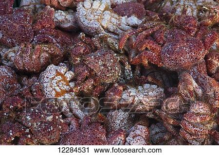 Antarctic or Chilean King Crab (Lithodes santolla); Puerto Williams, Navarino Island, Chile View Large Photo Image Stock Image - Antarctic or Chilean King Crab (Lithodes santolla); Puerto Williams, Navarino Island, Chile. Fotosearch