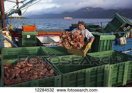 Antarctic or Chilean King Crab (Lithodes santolla) catch unloaded off fishing boat; Puerto Williams, Navarino Island, Chile View Large Photo Image Stock Image - Antarctic or Chilean King Crab (Lithodes santolla) catch unloaded off fishing boat; Puerto Williams, Navarino Island, Chile. Fotosearch