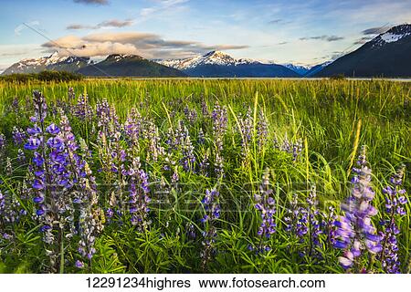 Arctic Lupine field along the Turnagain Arm south of Girdwood, Southcentral Alaska. View Large Photo Image Stock Photograph - Arctic Lupine field along the Turnagain Arm south of Girdwood, Southcentral Alaska.. Fotosearch