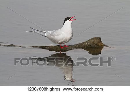 Stock Photograph - Arctic tern at Potter Marsh near Anchorage in Spring. Southcentral Alaska.. Fotosearch