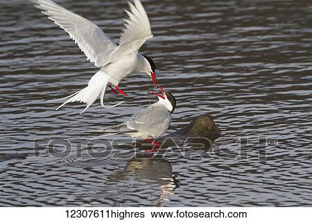 Stock Photograph - Arctic tern at Potter Marsh near Anchorage, one adult feeding another adult. Spring. Southcentral Alaska.. Fotosearch