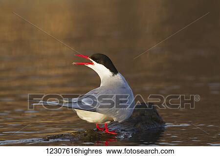 Stock Photograph - Arctic tern womanking at Potter Marsh near Anchorage. Spring. Southcentral Alaska.. Fotosearch