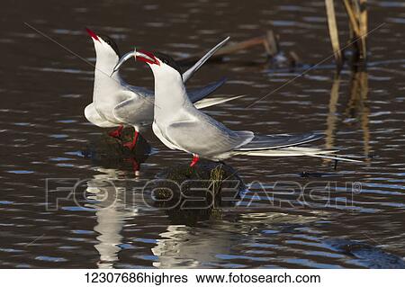 Stock Photograph - Arctic terns at Potter Marsh near Anchorage in Spring. Southcentral Alaska.. Fotosearch