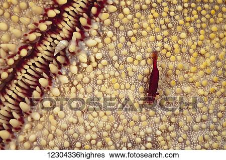 Stock Photograph - At less than an inch long this commensal shrimp (Periclemenes soror) is difficult to spot on the top of the cushion starfish (Culcita novaeguineae), but here on the underside it stands out. The small snail (Balcis sp. ), in the upper left is in the.... Fotosearch