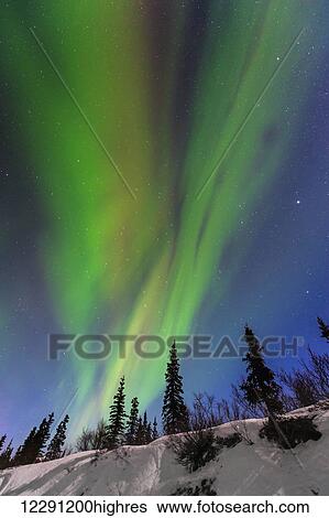 Stock Photograph - Aurora borealis over trees along the Denali Highway east of Cantwell, Alaska.. Fotosearch