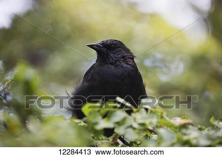 Stock Image - Austral blackbird (Curaeus curaeus), Torres del Paine National Park; Magallanes region, Chile. Fotosearch