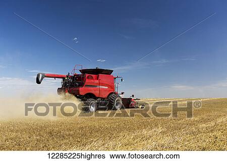 Stock Photograph - Back end of a combine harvesting rows of barley, dust in the air with blue sky and clouds; Acme, Alberta, Canada. Fotosearch