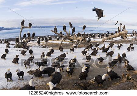 Bald Eagles on beach on Homer Spit, Kenai Peninsula, Southcentral Alaska View Large Photo Image Stock Photograph - Bald Eagles on beach on Homer Spit, Kenai Peninsula, Southcentral Alaska. Fotosearch