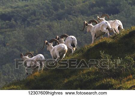 Band of Dall Sheep rams running on a hillside, Denali National Park, Interior Alaska, USA View Large Photo Image Stock Photograph - Band of Dall Sheep rams running on a hillside, Denali National Park, Interior Alaska, USA. Fotosearch