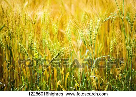 Stock Photograph - Barley field; Bradford, Ontario, Canada. Fotosearch