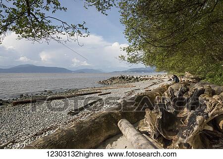 Beach along the Foreshore Trail; Vancouver, British Columbia, Canada View Large Photo Image Stock Photograph - Beach along the Foreshore Trail; Vancouver, British Columbia, Canada. Fotosearch