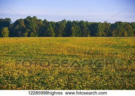 Stock Photograph - Bean field; Bradford, Ontario, Canada. Fotosearch