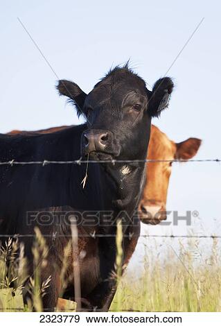 Stock Photo - Beef cattle grazing behind barbed wire; Tiger Hills, Manitoba, Canada. Fotosearch
