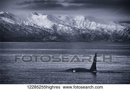 Stock Photograph - Black and white of an Orca whale (Orcinus orca), Chiniak Bay, Kodiak Island, winter. Fotosearch