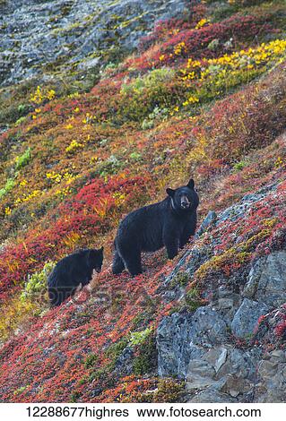 Black bear sow (Urus Americanus) with her cub on a colorful hillside in autumn near Exit Glacier, Kenai Fjords National Park, Southcentral Alaska View Large Photo Image Stock Photograph - Black bear sow (Urus Americanus) with her cub on a colorful hillside in autumn near Exit Glacier, Kenai Fjords National Park, Southcentral Alaska. Fotosearch