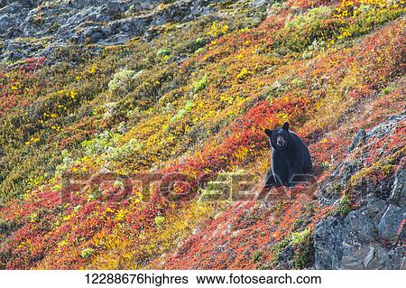 Black bear (Urus Americanus) sitting on a colorful autumn hillside, Kenai Fjords National Park, Southcentral Alaska View Large Photo Image Stock Photograph - Black bear (Urus Americanus) sitting on a colorful autumn hillside, Kenai Fjords National Park, Southcentral Alaska. Fotosearch