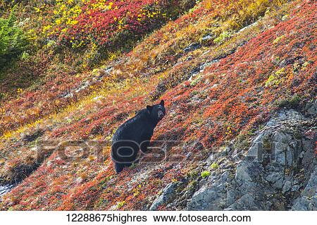 Stock Photograph - Black bear (Urus Americanus) standing on a colorful autumn hillside, Kenai Fjords National Park, Southcentral Alaska. Fotosearch
