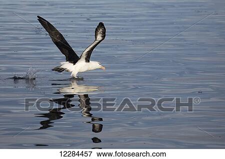 Black-browed Albatross (Thalassarche melanophrys) in the Beagle Channel; Tierra del Fuego, Argentina View Large Photo Image Stock Photo - Black-browed Albatross (Thalassarche melanophrys) in the Beagle Channel; Tierra del Fuego, Argentina. Fotosearch