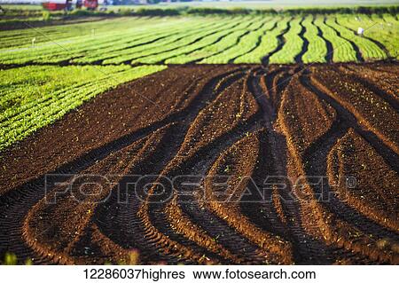 Black earth, Hollard Marsh; Bradford, Ontario, Canada View Large Photo Image Stock Photograph - Black earth, Hollard Marsh; Bradford, Ontario, Canada. Fotosearch