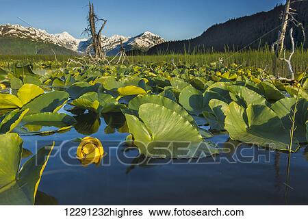 Blooming lily pads near Placer Valley along Turnagain Arm, Southcentral Alaska, summer View Large Photo Image Stock Photograph - Blooming lily pads near Placer Valley along Turnagain Arm, Southcentral Alaska, summer. Fotosearch