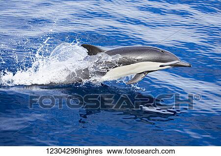 Stock Photograph - Blowhole open, this common dolphin (Delphinus delphis), one in a school of over 1000, slices the surface of the pacific ocean, off the coast of Mexico; Mexico. Fotosearch