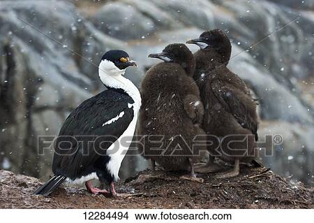 Picture - Blue-eyed cormorant or Macquarie Island shag with chicks (Phalacrocorax atriceps), Port Lockroy; Antarctica. Fotosearch
