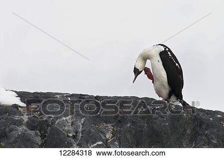 Blue-eyed cormorant (Phalacrocorax atriceps) at Port Lockroy, Antarctic Peninsula; Antarctica View Large Photo Image Stock Photo - Blue-eyed cormorant (Phalacrocorax atriceps) at Port Lockroy, Antarctic Peninsula; Antarctica. Fotosearch