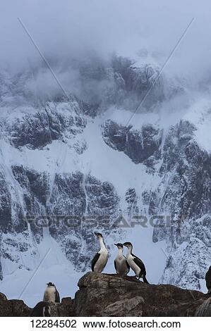 Stock Image - Blue-eyed cormorants or Macquarie Island shags (Phalacrocorax atriceps), Port Lockroy; Antarctica. Fotosearch