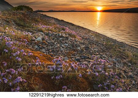 Blue flax and sunset at Lower Twin Lake, Lake Clark National Park & Preserve, Southcentral Alaska View Large Photo Image Stock Photograph - Blue flax and sunset at Lower Twin Lake, Lake Clark National Park & Preserve, Southcentral Alaska. Fotosearch