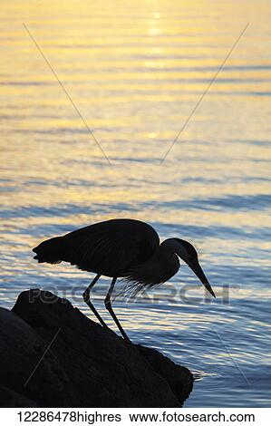 Stock Photograph - Blue heron by Balsam Lake at sunrise; Ontario, Canada. Fotosearch
