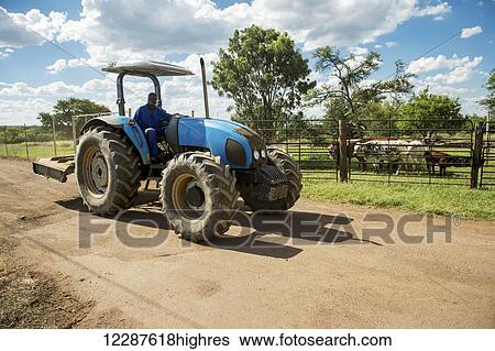 Stock Photograph - Blue tractor driving past Bonsmara and Nguni cows on farm; Roodeplaat, Gautang, South Africa. Fotosearch