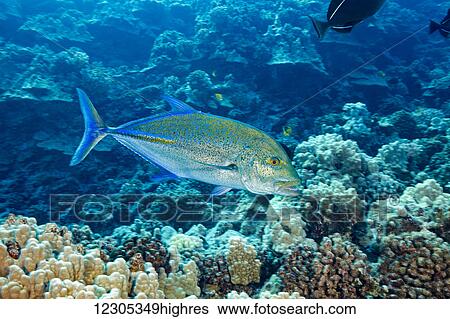 Stock Photograph - Bluefin trevally or jack (Caranx melampygus); Hawaii, United States of America. Fotosearch