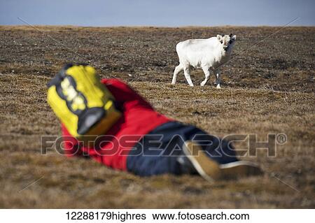 Blurred man on ground photographing young reindeer (Rangifer tarandus); Spitsbergen, Svalbard, Norway View Large Photo Image Stock Photograph - Blurred man on ground photographing young reindeer (Rangifer tarandus); Spitsbergen, Svalbard, Norway. Fotosearch