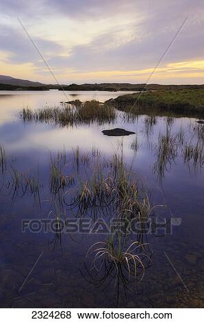 Bog landscape; Connemara, County Galway, Ireland View Large Photo Image Stock Photo - Bog landscape; Connemara, County Galway, Ireland. Fotosearch