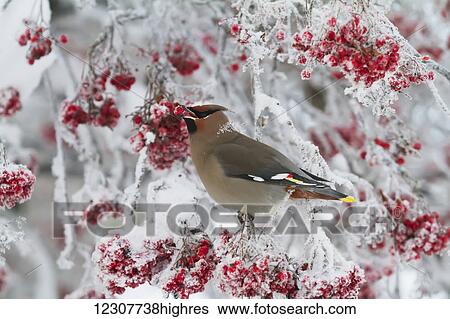 Bohemian waxwing feeding on Mountain Ash berries. Anchorage, Alaska. Winter. Southcentral Alaska. View Large Photo Image Stock Photograph - Bohemian waxwing feeding on Mountain Ash berries. Anchorage, Alaska. Winter. Southcentral Alaska.. Fotosearch