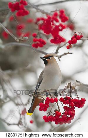 Bohemian waxwing in Mountain Ash tree, Anchorage, Southcentral Alaska. Winter. View Large Photo Image Stock Photograph - Bohemian waxwing in Mountain Ash tree, Anchorage, Southcentral Alaska. Winter.. Fotosearch