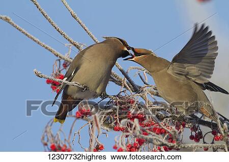 Stock Photograph - Bohemian waxwings feeding on Mountain Ash berries, Anchorage, Winter. Southcentral Alaska.. Fotosearch