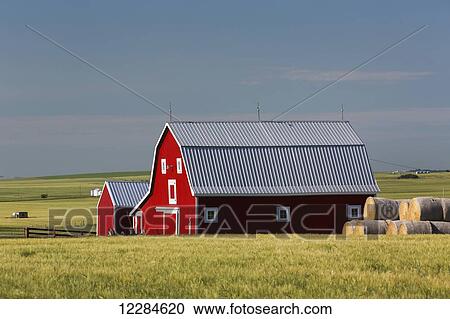 Stock Image - Bright red barn with round hay bales in green grain field with blue sky; Alberta, Canada. Fotosearch