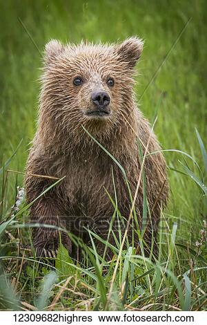 Brown bear cub standing on hind feet in grass near Salmon Creek Lodge, Lake Clark National Park, Southcentral Alaska, USA View Large Photo Image Stock Photograph - Brown bear cub standing on hind feet in grass near Salmon Creek Lodge, Lake Clark National Park, Southcentral Alaska, USA. Fotosearch