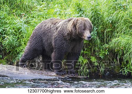 Stock Photograph - Brown bear fishes for Sockeye Salmon on the Russian River in Summer. Southcentral Alaska.. Fotosearch
