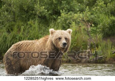 Stock Photograph - Brown bear in river, Bristol Bay, Southwest Alaska, Summer. Fotosearch