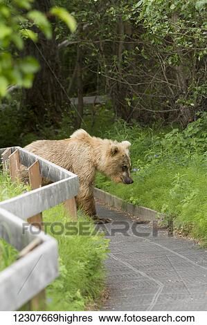 Stock Photograph - Brown bear on a paved path next to the Russian River, Kenai Peninsula, Southcentral Alaska, USA. Fotosearch