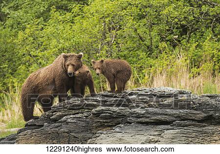 Stock Photograph - Brown bear sow and cubs in Kukak Bay, Katmai National Park & Preserve, Alaska.. Fotosearch