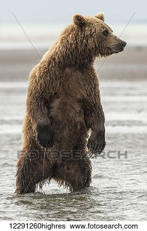 Stock Photograph - Brown bear sow looks for silver salmon in Silver Salmon Creek, Lake Clark National Park & Preserve.. Fotosearch