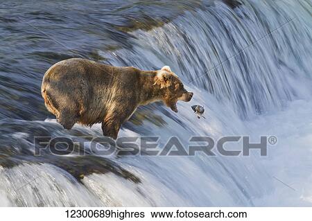 Stock Photograph - Brown bear (Ursus arctos) about to catch a jumping sockeye salmon (Oncorhynchus nerka) at Brooks Falls, Katmai National Park and Preserve, Southwest Alaska. Fotosearch