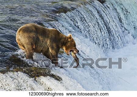 Stock Photograph - Brown bear (Ursus arctos) about to catch a jumping sockeye salmon (Oncorhynchus nerka) at Brooks Falls, Katmai National Park and Preserve, Southwest Alaska. Fotosearch